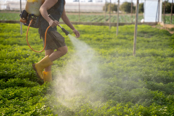 Best Local Pest Control Services  in Montz, LA