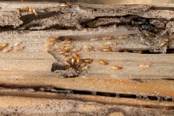 Best Best Pest Control Companies  in Montz, LA