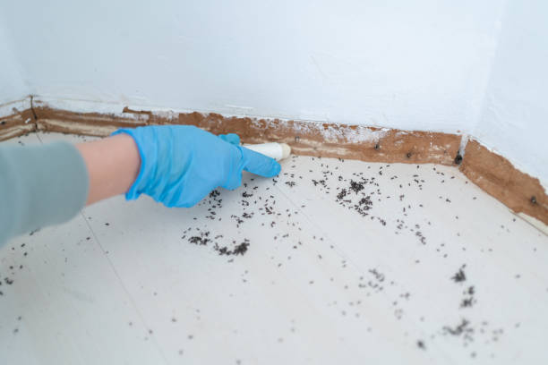 Best Best Pest Control Companies  in Montz, LA